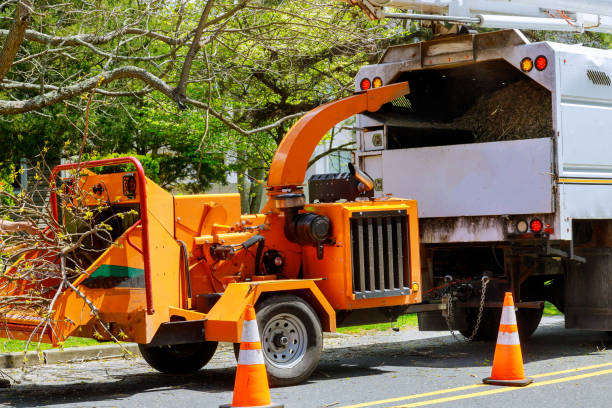 How Our Tree Care Process Works  in  Riverdale Park, CA